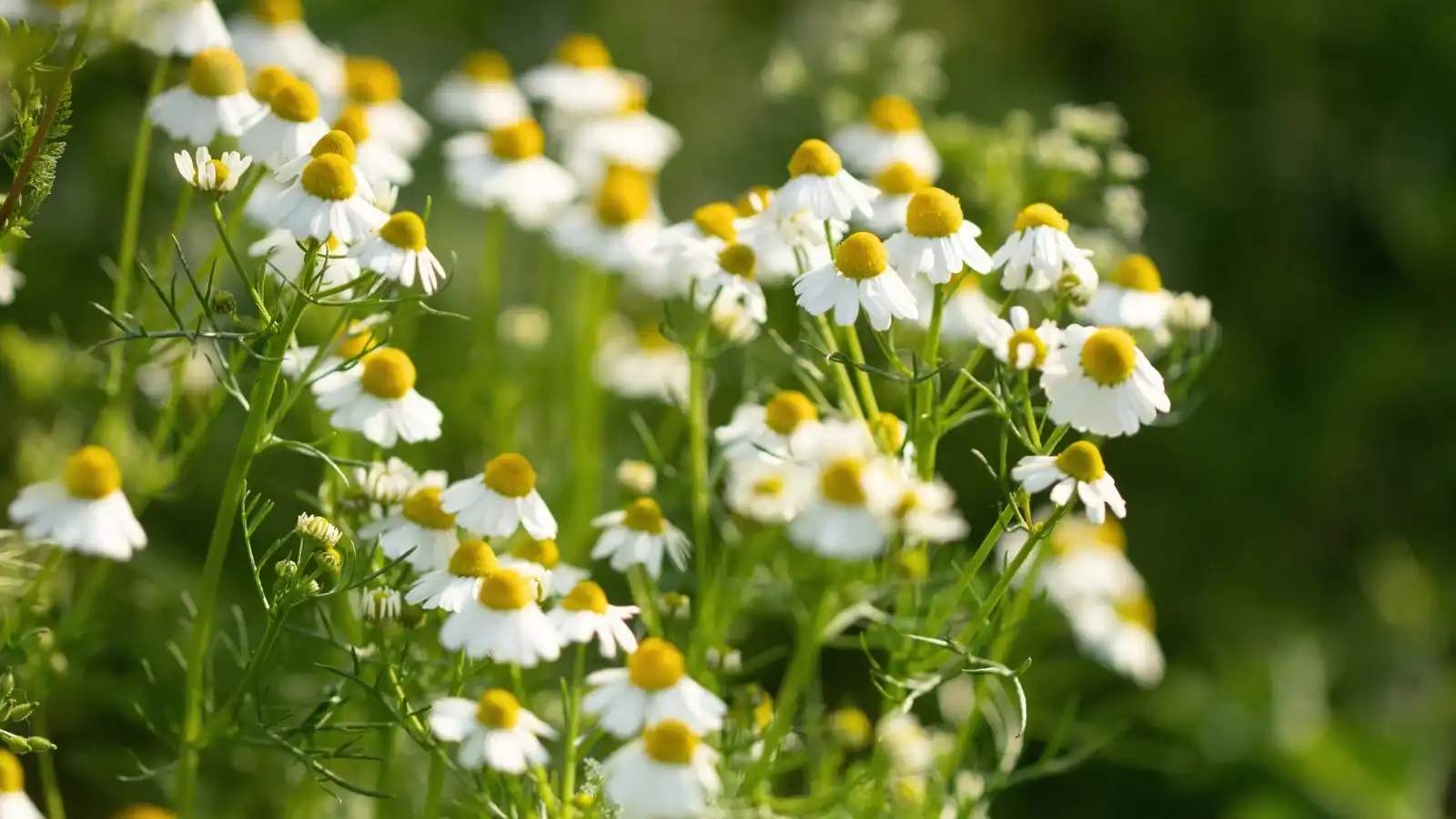 How Can Chamomile Extract Powder Support Better Sleep?